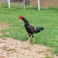 خروس لاری