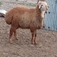 بره نر قوچی اصل دامازدخ مغانی فومن|حیوانات مزرعه|قشلاق دشت, |دیوار