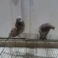 مجسمه سارهفت رنگ تهرانی