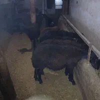 نوه عدد بره