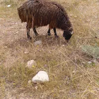 میش بره دار