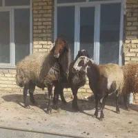 میش قوچ بره|حیوانات مزرعه|مبارکه, |دیوار