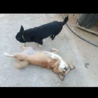 سگ پاکوتا نرماده تربیت شده|سگ|کرمان, |دیوار