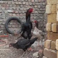 لاری اوشامو