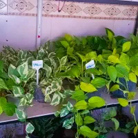 گل های آپارتمانی ( بار جدید رسید)|گل و گیاه طبیعی|ملایر, |دیوار