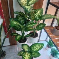 گل دیفن باخیا