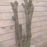 کاکتوس سخره ای