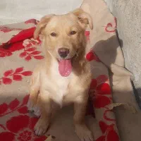 سگ نژاد اشپیتز زیبا و بازی گوش