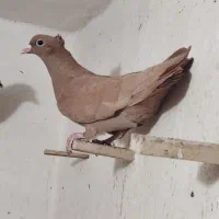 زرد ماده لخت پا