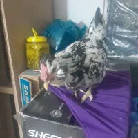 ۱دونه مرغ گلین