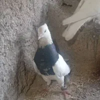 طوقی|پرنده|هندیجان, |دیوار