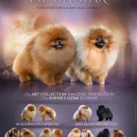 سرزمین خرس کوچولو ها