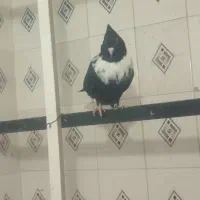 یک عدد جوانه کلاغ نواری ماده آس