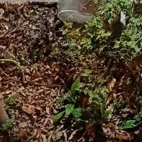 گم شده .دستبند گم کردم