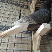 یک جفت زاغ دم سفید،به همراه جوجه