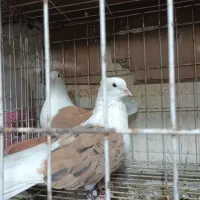 دوکت همه رنگ|پرنده|بندر ماهشهر, |دیوار