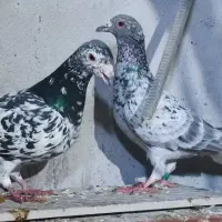 کبوتر فروشی