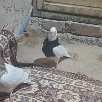 کبوتر|پرنده|سرایان, |دیوار