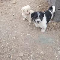 توله سگ های پا کوتاه خانگی فروشی