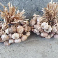 فروش سیر شیرین ییلاق