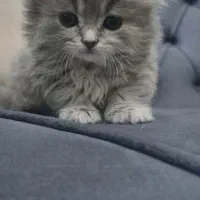 گربه بریتیش اسکاتیش فولد پرشین