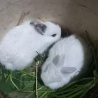 بچه خرگوش|موش و خرگوش|آزادشهر, |دیوار