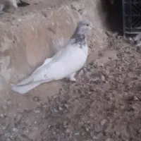 یک عدد کله ای|پرنده|بندرعباس, |دیوار