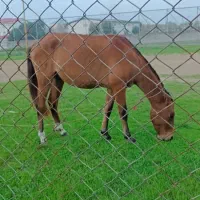 اسب نریان2ب3سواری تند و تیز وکت کلفت