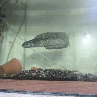 ماهی چانا|ماهی|مبارکه, |دیوار