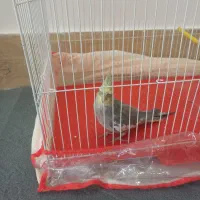 عروس هلندی نر با قفس|پرنده|مشهد, شهرک مهرگان|دیوار