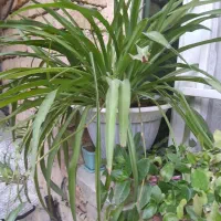 انواع گل وگیاه ‌زیبا سرحال