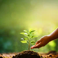 افزایش ۳۰ درصدی بار درختان و اصلاح خاک