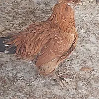 مرغ و خروس سلطان|حیوانات مزرعه|شیراز, کفترک|دیوار