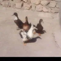 اردک|حیوانات مزرعه|دره شهر, |دیوار