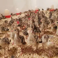 تولید جوجه بوقلمون در اهواز|حیوانات مزرعه|اهواز, سخیریه|دیوار