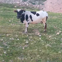 گاو جرسی آبستن با گوساله هلشتاین ماده