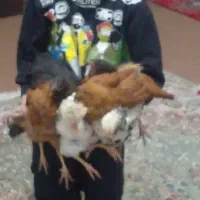 مرغ عشق|پرنده|مرودشت, مسجد رسول‎|دیوار