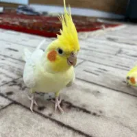 عروس هلندی جفت