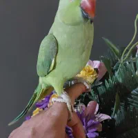 طوطی ملنگو دستی