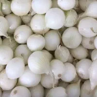 فروش پیاز