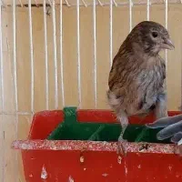 قناری دوتانریه ماده|پرنده|فارسان, |دیوار