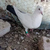 ملقی دورنگ