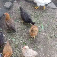 جوجه محلی