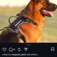 سگ پیدا شده