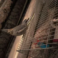 طوطی عروس هلندی ماده دستی