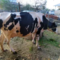 گاو هلشتین شیری  آمریکایی