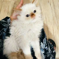 غیر رایگان است(بچه گربه)|گربه|کرمان, |دیوار