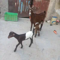بزدوکهری جوان