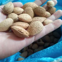 بادام|خوردنی و آشامیدنی|بومهن, |دیوار