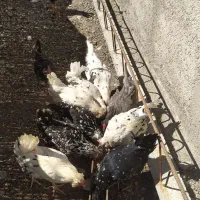 مرغ گلین